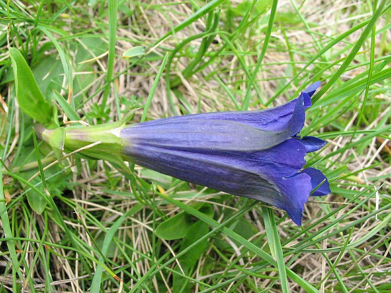 Gentiana clusii e Gentiana acaulis (= G. kochiana) a confr.